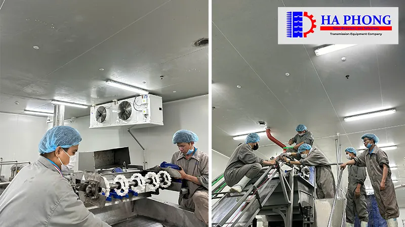 Dự án thực tế: Lắp đạt băng tải nhựa cho nhà máy Công nghiệp thực phẩm bangtaihaphong du an thuc te du an thabico tien giang 4