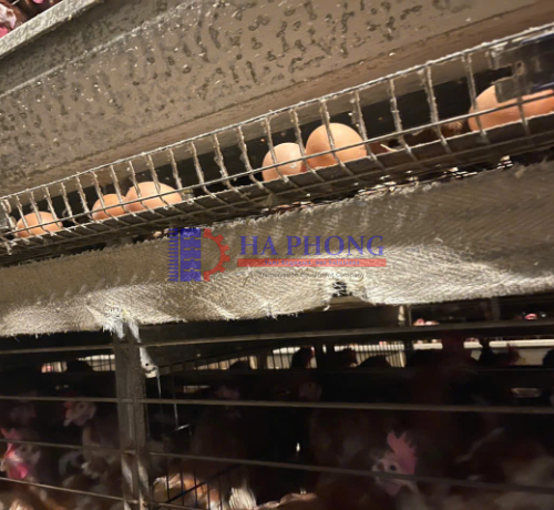 Tổng quan về băng tải phân gà và trứng gà các loại