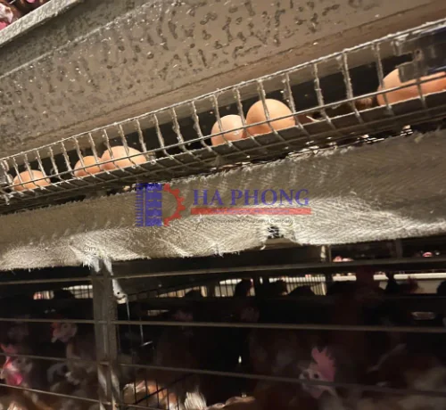 Tổng quan về băng tải phân gà và trứng gà các loại