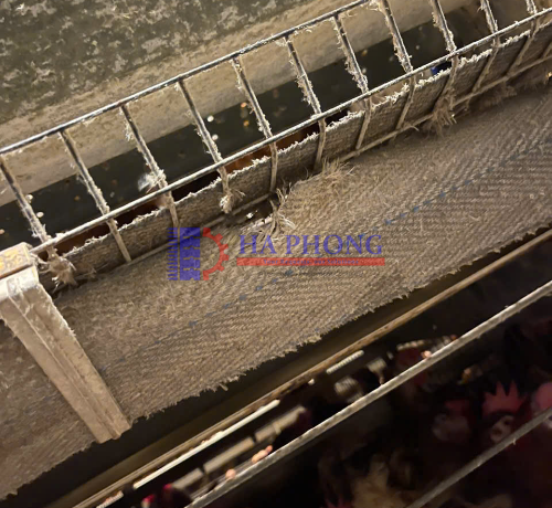 Tổng quan về băng tải phân gà và trứng gà các loại