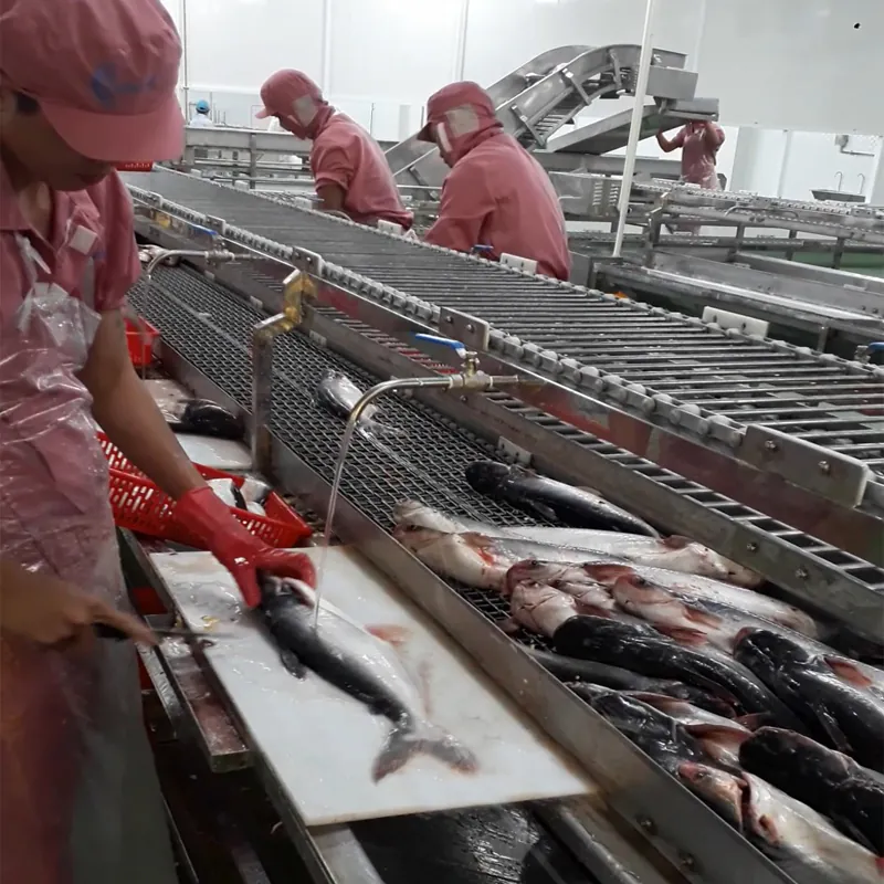 Băng tải fillet cá là gì? Cấu tạo và ứng dụng của băng tải phi lê cá Cấu tạo của băng tải fillet cá