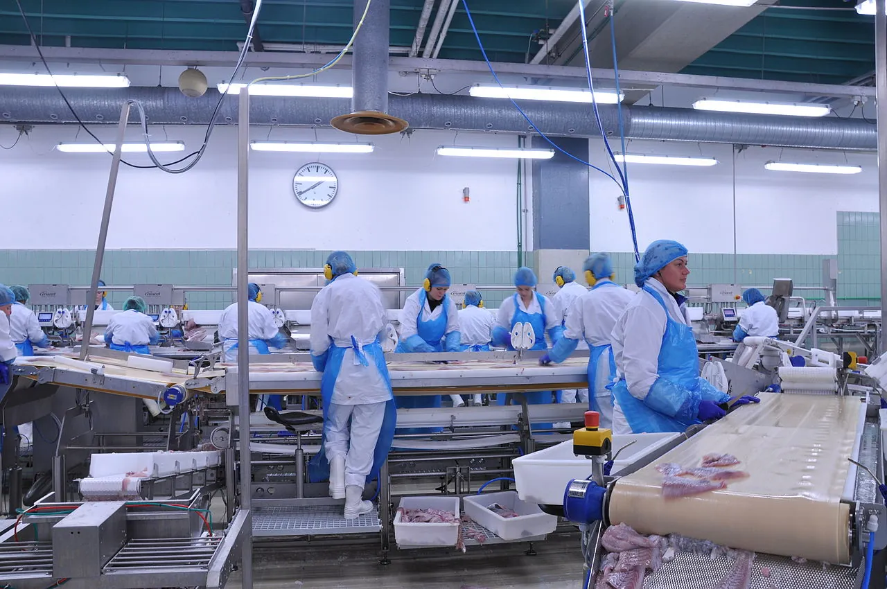 Ưu điểm của băng tải fillet cá, phi lê cá