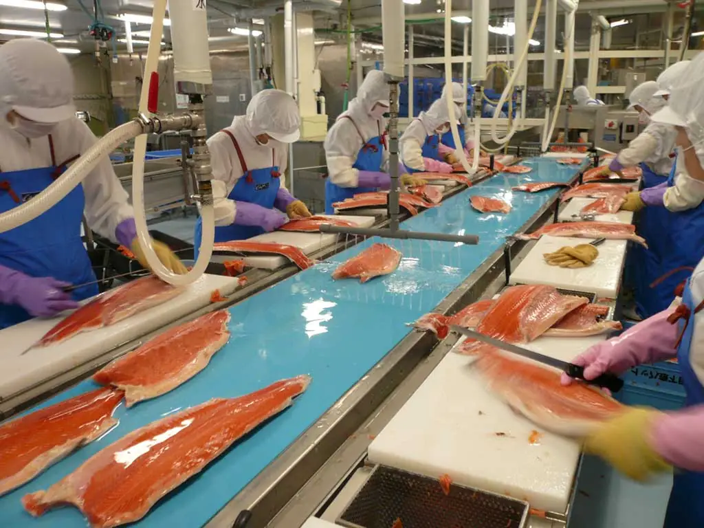Băng tải fillet cá là gì? Cấu tạo và ứng dụng của băng tải phi lê cá băng tải fillet cá